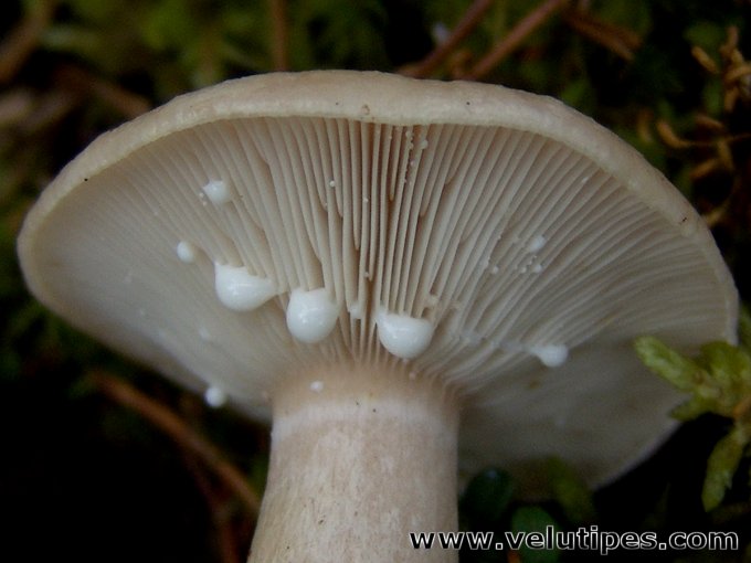 Lactarius musteus