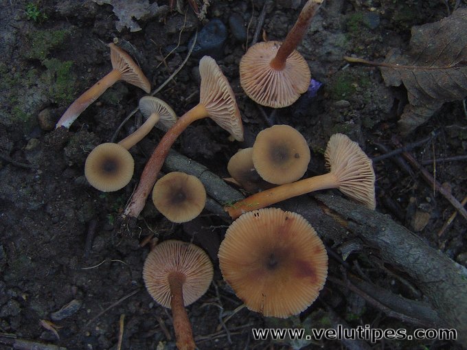  Lactarius obscuratus 