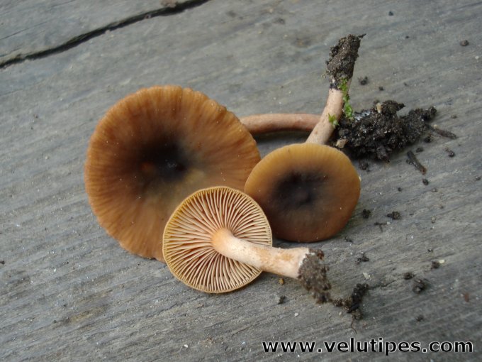  Lactarius obscuratus 