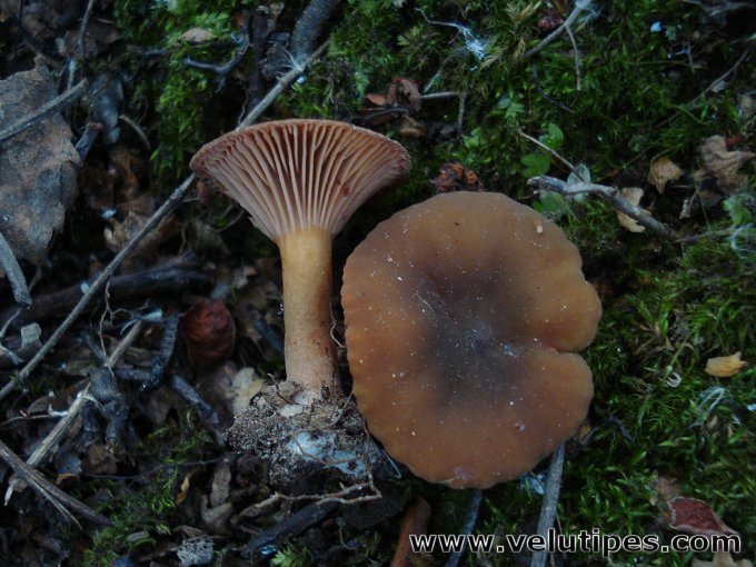  Lactarius obscuratus 