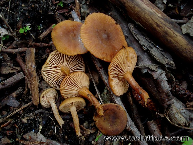  Lactarius obscuratus 