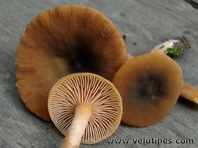  Lactarius obscuratus 