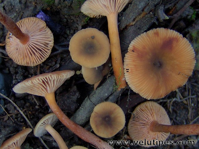  Lactarius obscuratus 