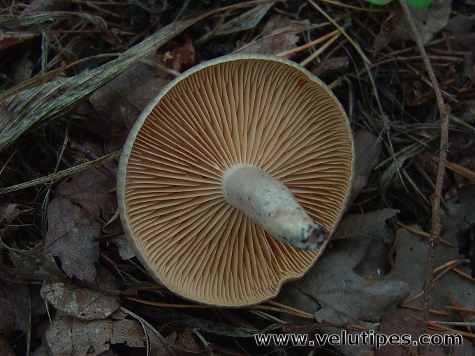 Lactarius pyrogalus