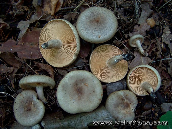 Lactarius pyrogalus