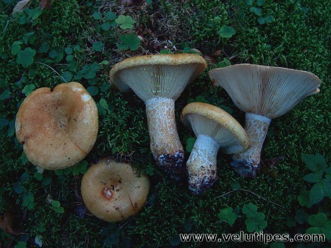 Lactarius scrobiculatus