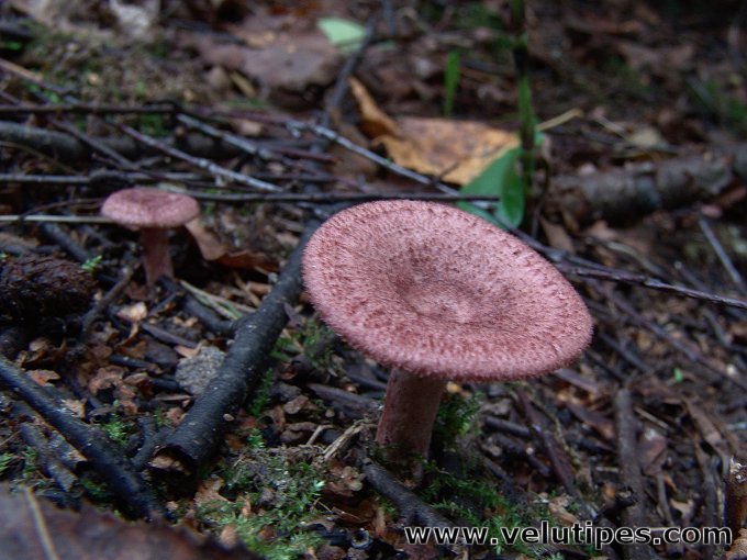 Lactarius spinosulus
