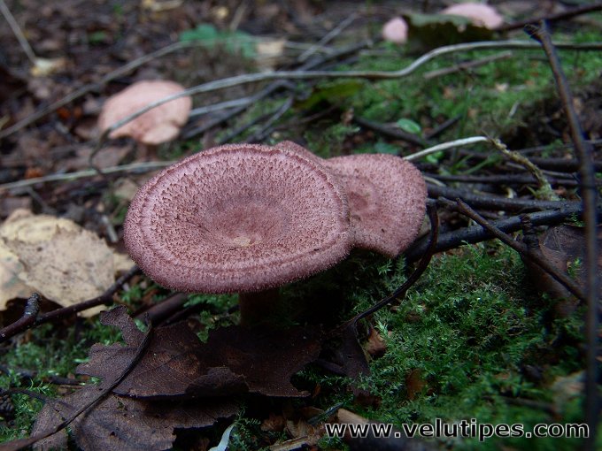 Lactarius spinosulus