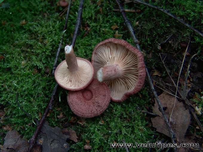 Lactarius spinosulus