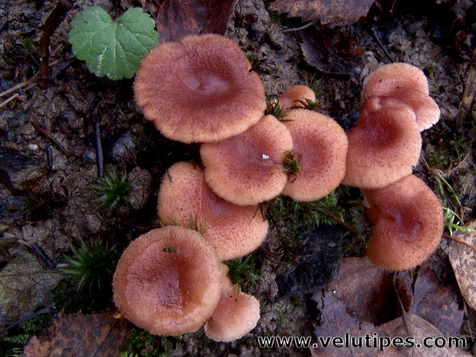 Lactarius spinosulus