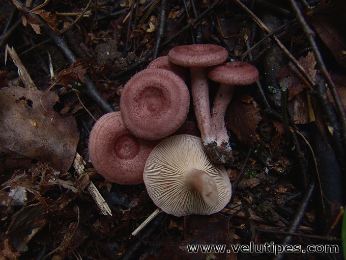 Lactarius spinosulus