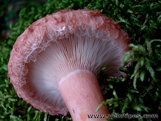 Lactarius torminosus