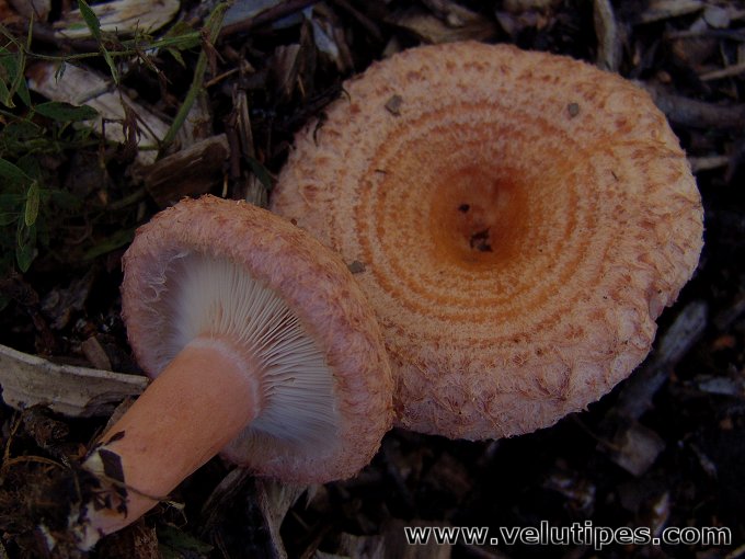 Lactarius torminosus