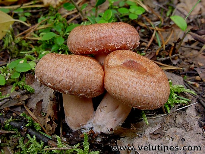 Lactarius torminosus