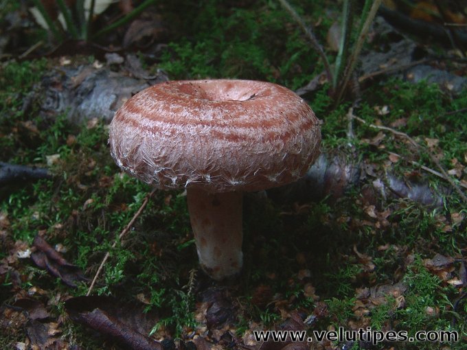Lactarius torminosus