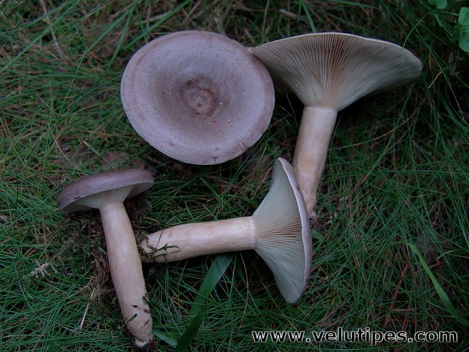 Lactarius trivialis
