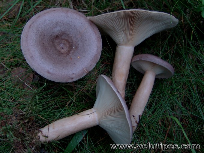 Lactarius trivialis