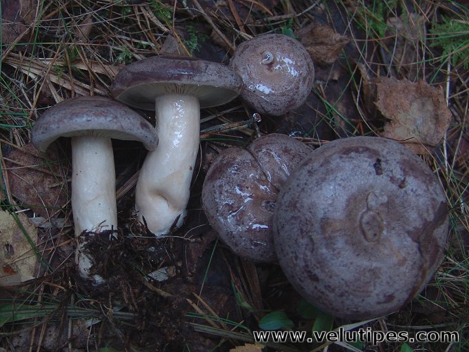 Lactarius trivialis