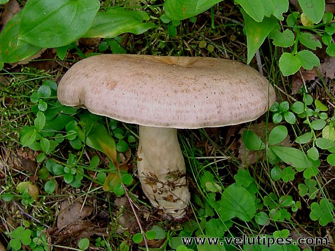  Lactarius trivialis var. utilis 