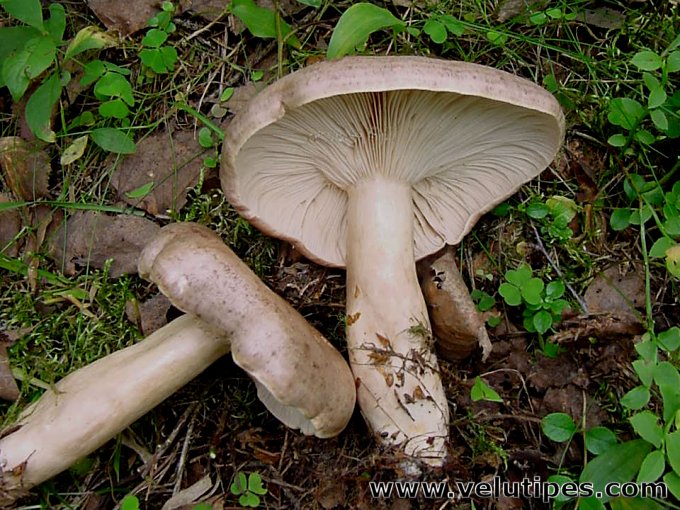  Lactarius trivialis var. utilis 