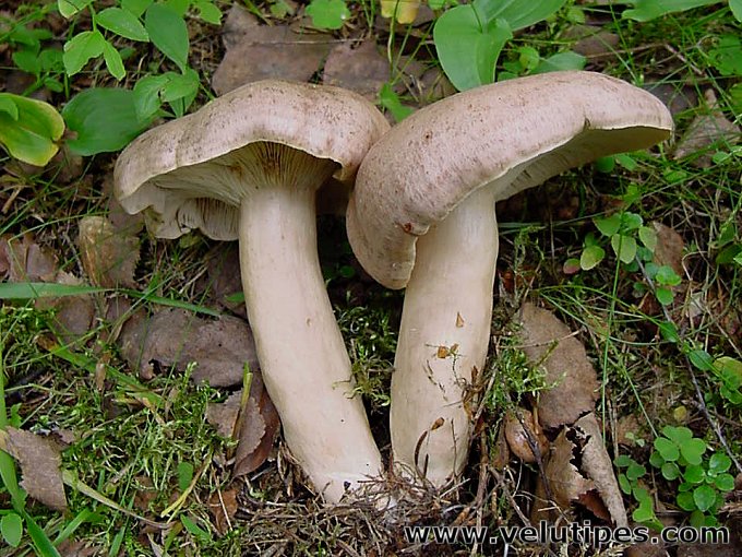  Lactarius trivialis var. utilis 