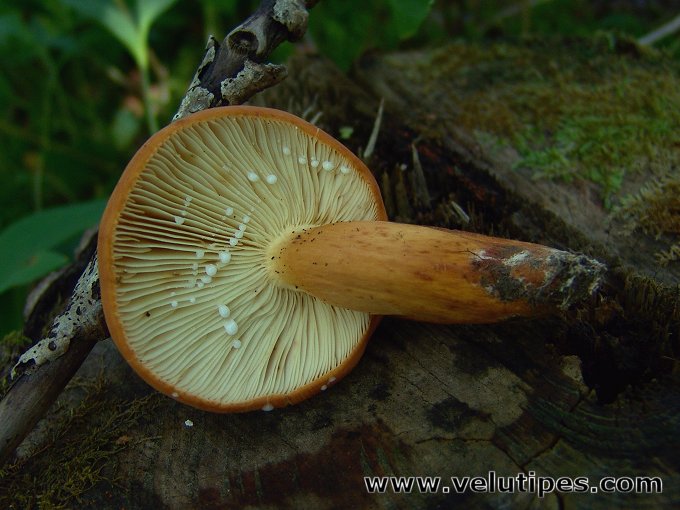 Lactifluus volemus