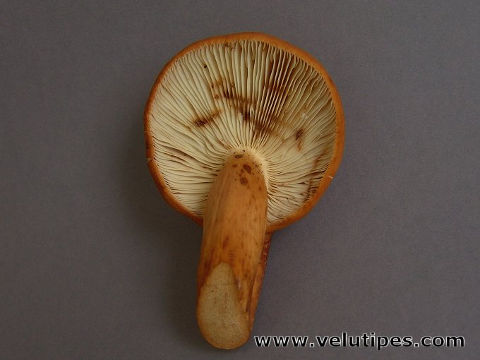Lactifluus volemus
