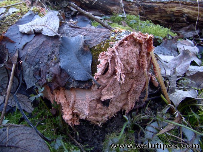 Laeticorticium roseum