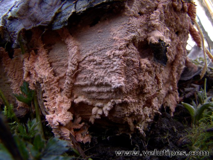 Laeticorticium roseum