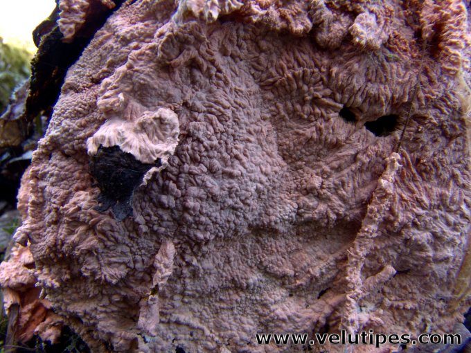 Laeticorticium roseum