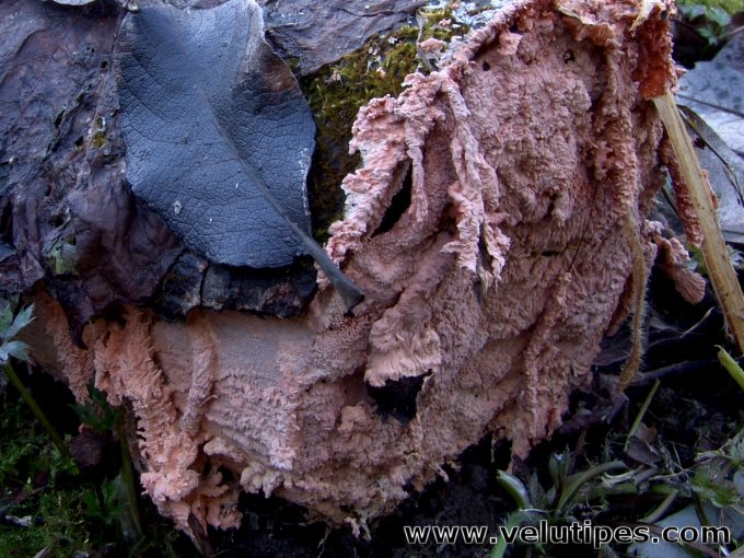 Laeticorticium roseum