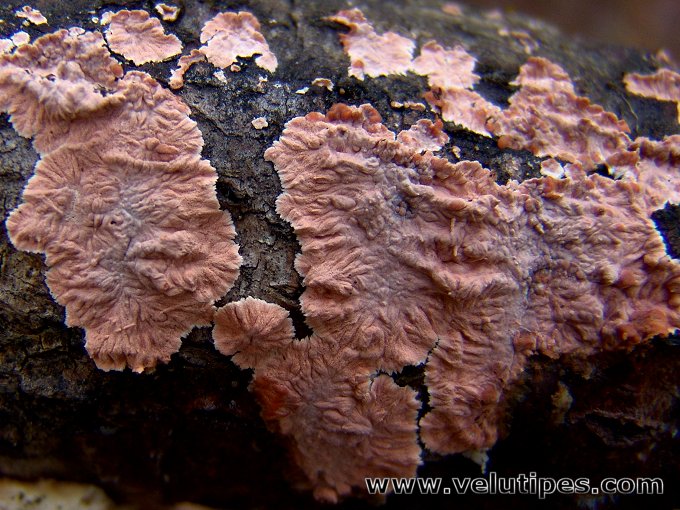 Laeticorticium roseum