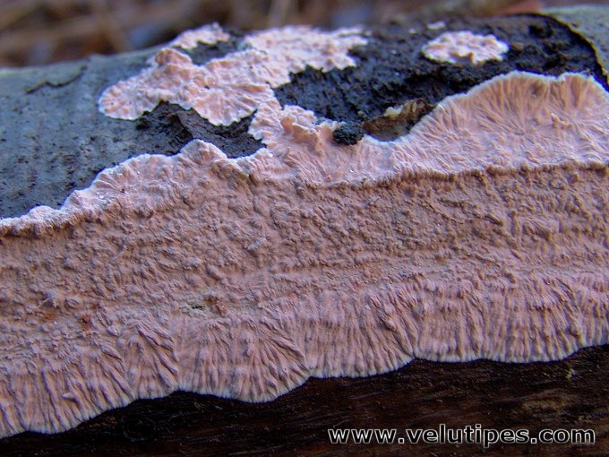 Laeticorticium roseum