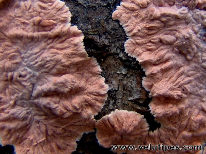 Laeticorticium roseum