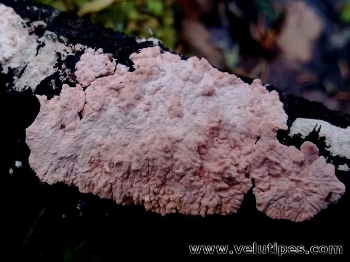 Laeticorticium roseum