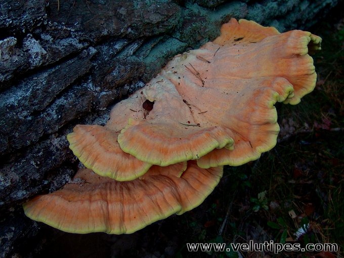 Laetiporus sulphureus
