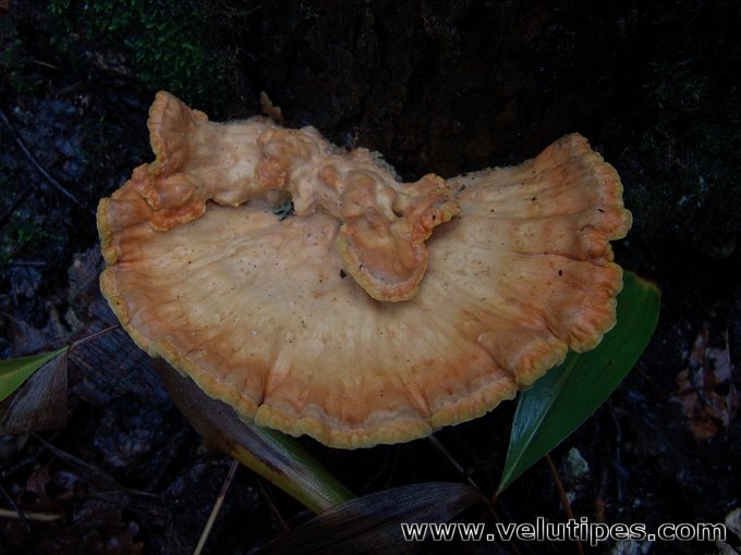 Laetiporus sulphureus