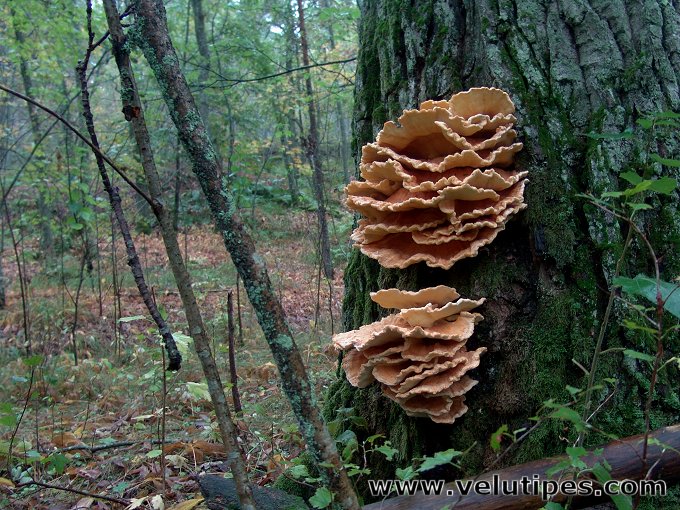 Laetiporus sulphureus