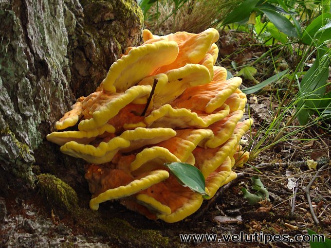 Laetiporus sulphureus