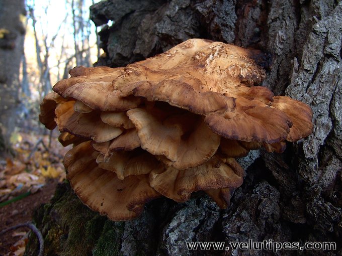 Laetiporus sulphureus