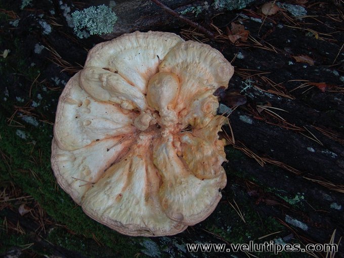Laetiporus sulphureus