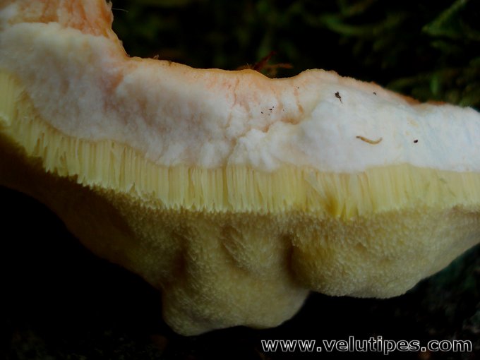 Laetiporus sulphureus