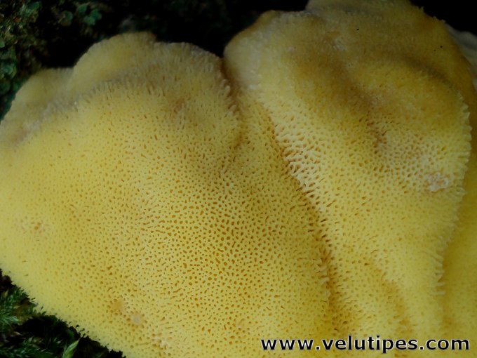 Laetiporus sulphureus