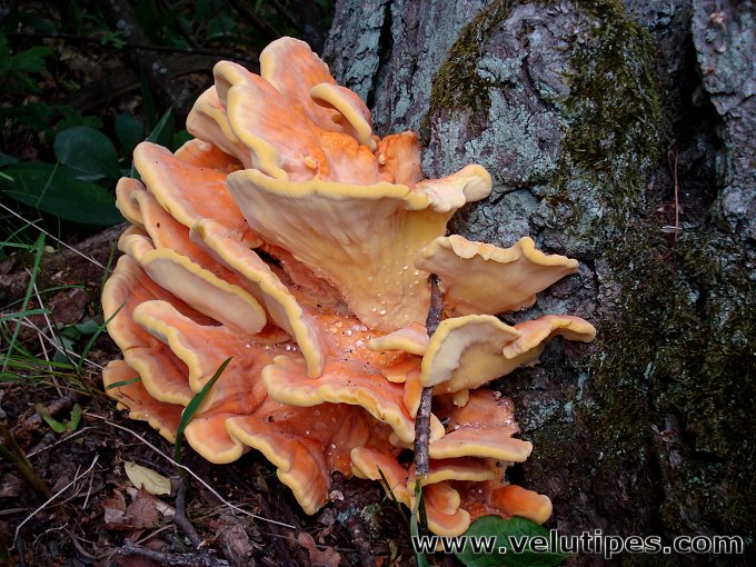 Laetiporus sulphureus