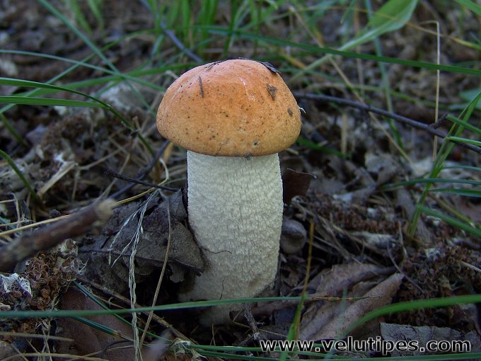  Leccinum albostipitatum 