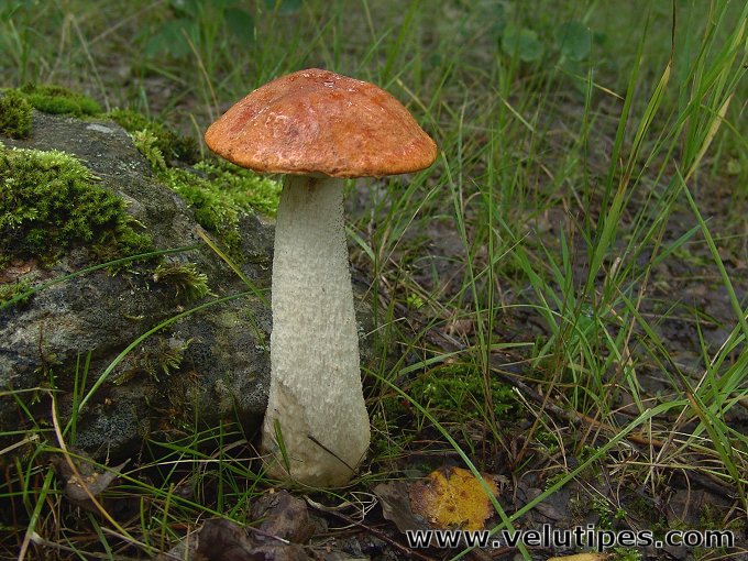 Leccinum albostipitatum 
