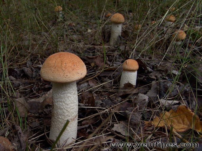  Leccinum albostipitatum 