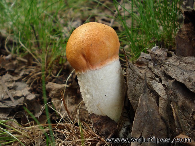 Leccinum albostipitatum 