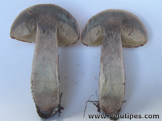  Leccinum albostipitatum 