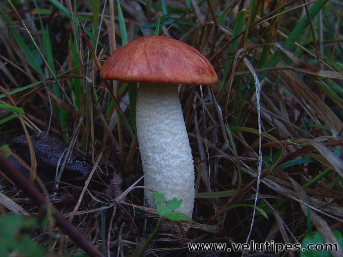  Leccinum albostipitatum 